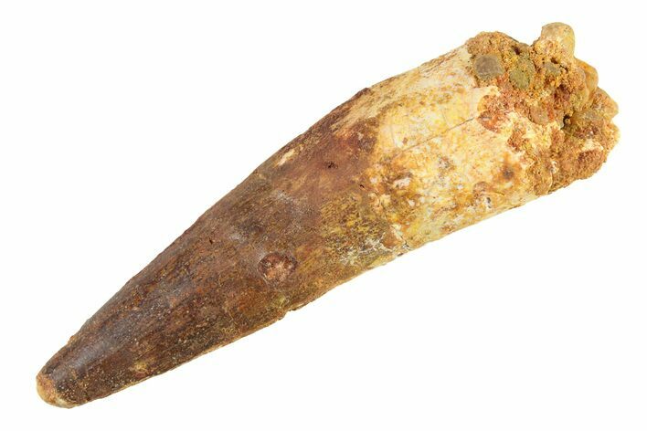 Fossil Spinosaurus Tooth - Real Dinosaur Tooth #332746